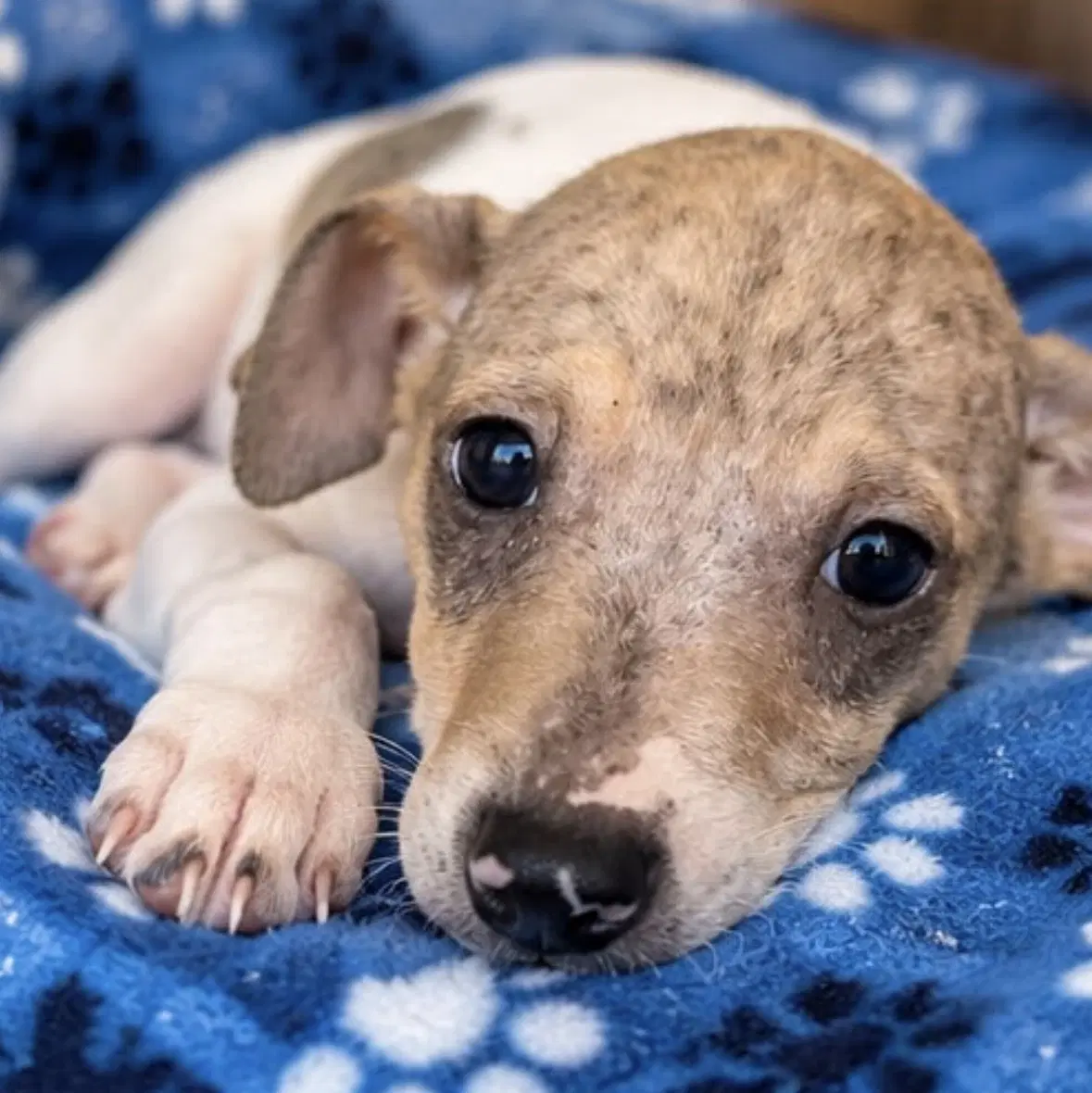 Jeff - Rat Terrier