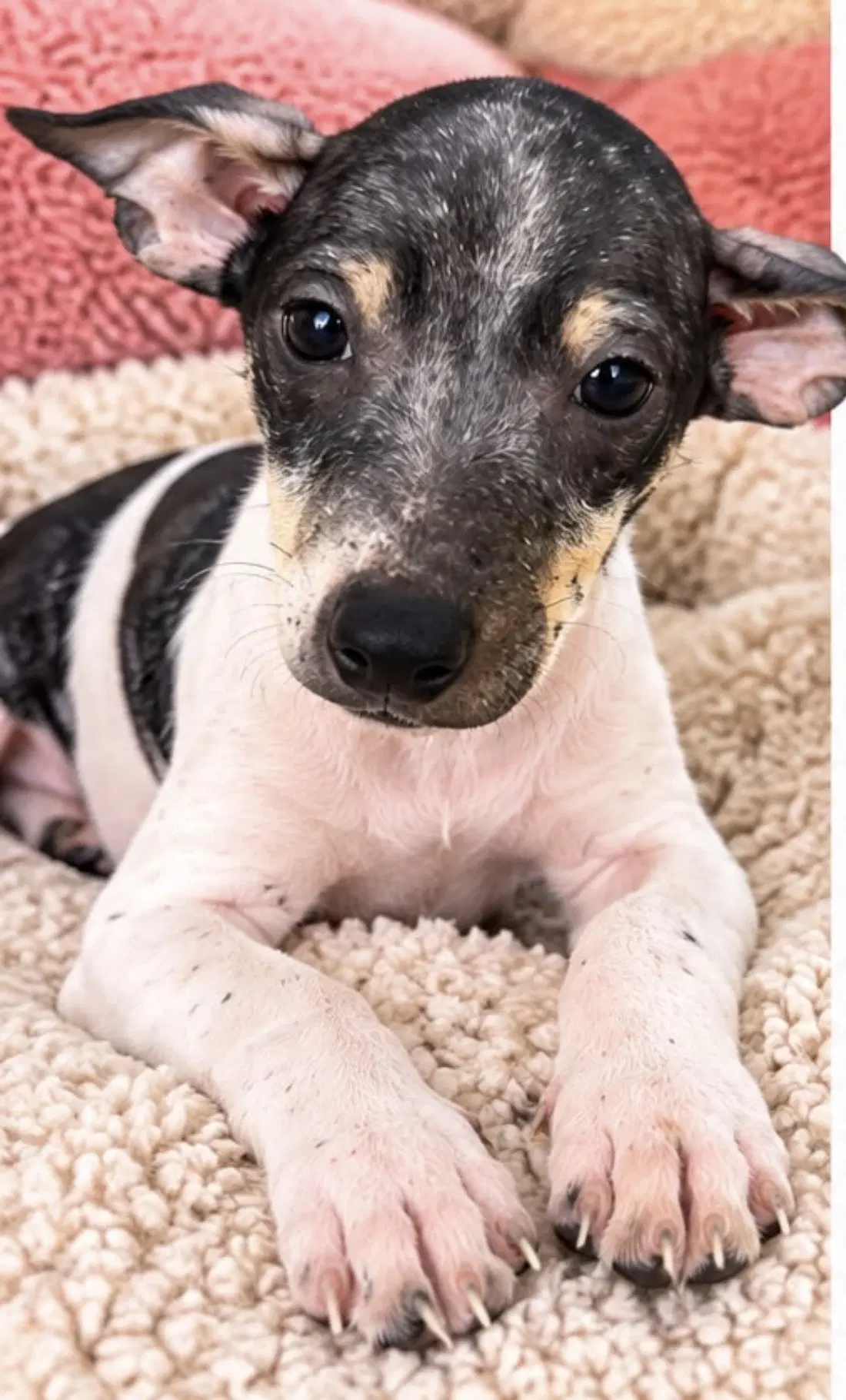 Jesse - Rat Terrier