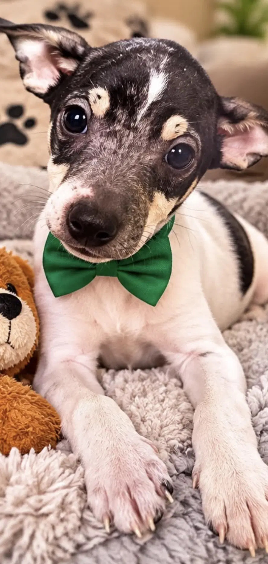 Jaden - Rat Terrier