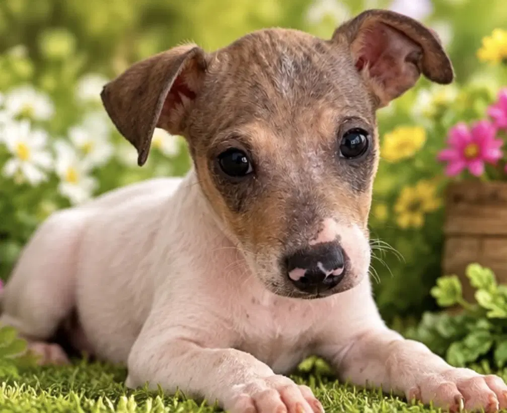 Jade - Rat Terrier