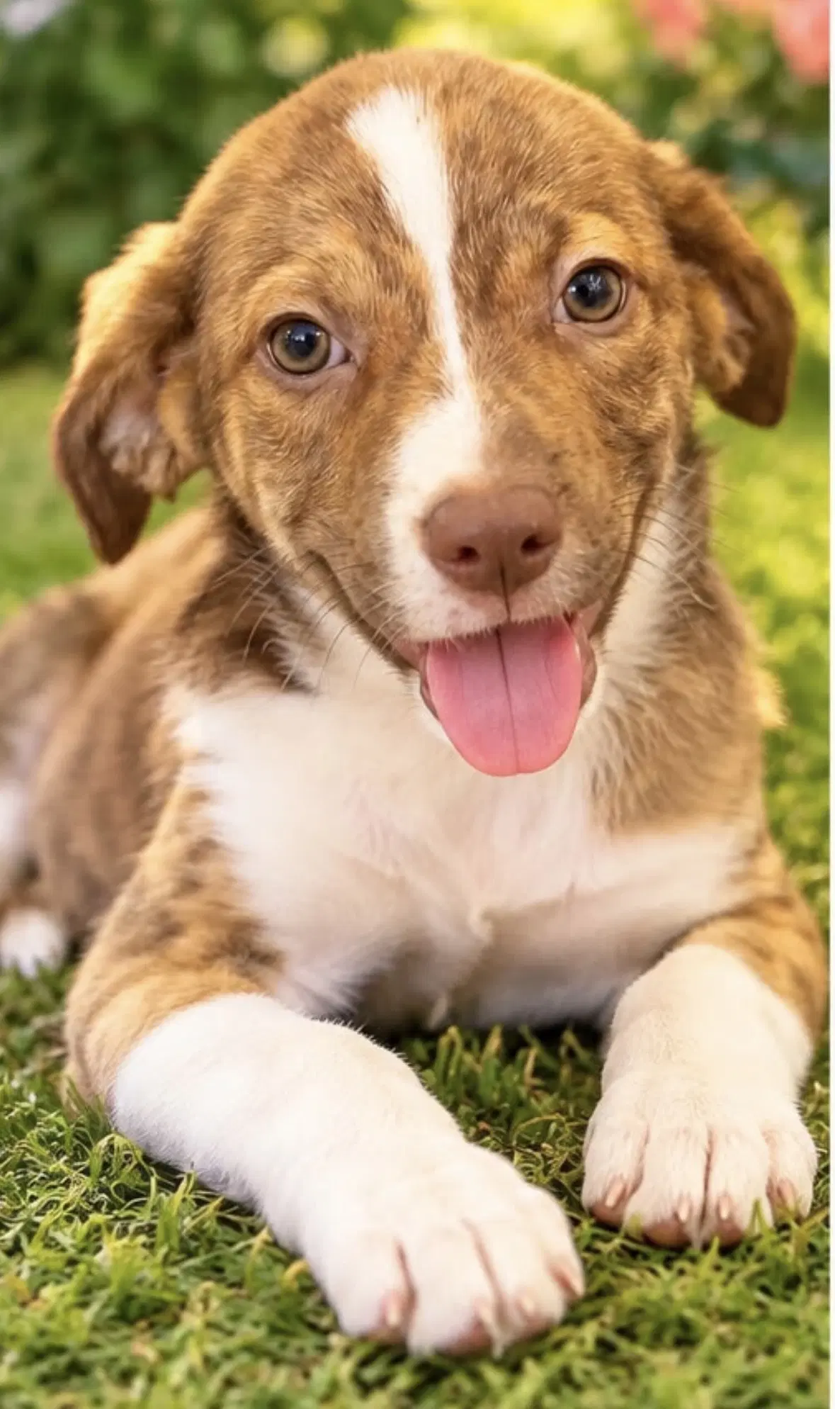 April - Australian Shepherd