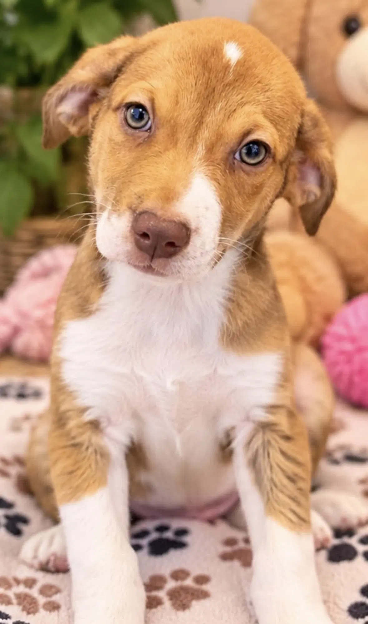 Annabelle - Australian Shepherd