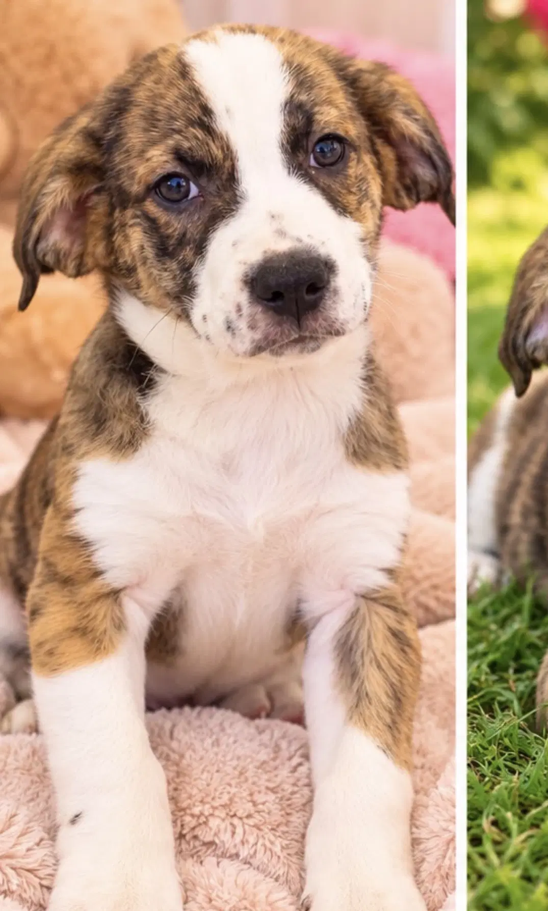 Arthur - Australian Shepherd