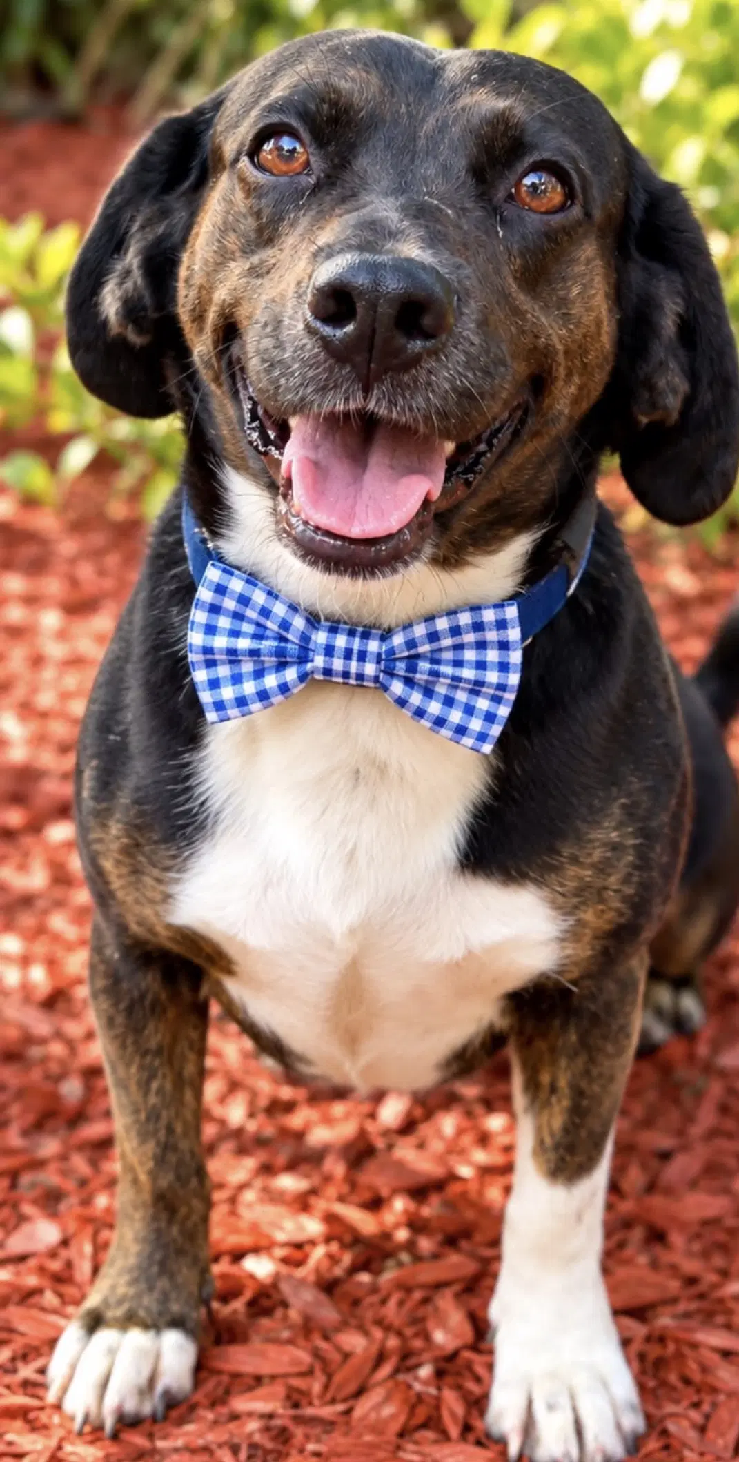 Fred - Dachshund