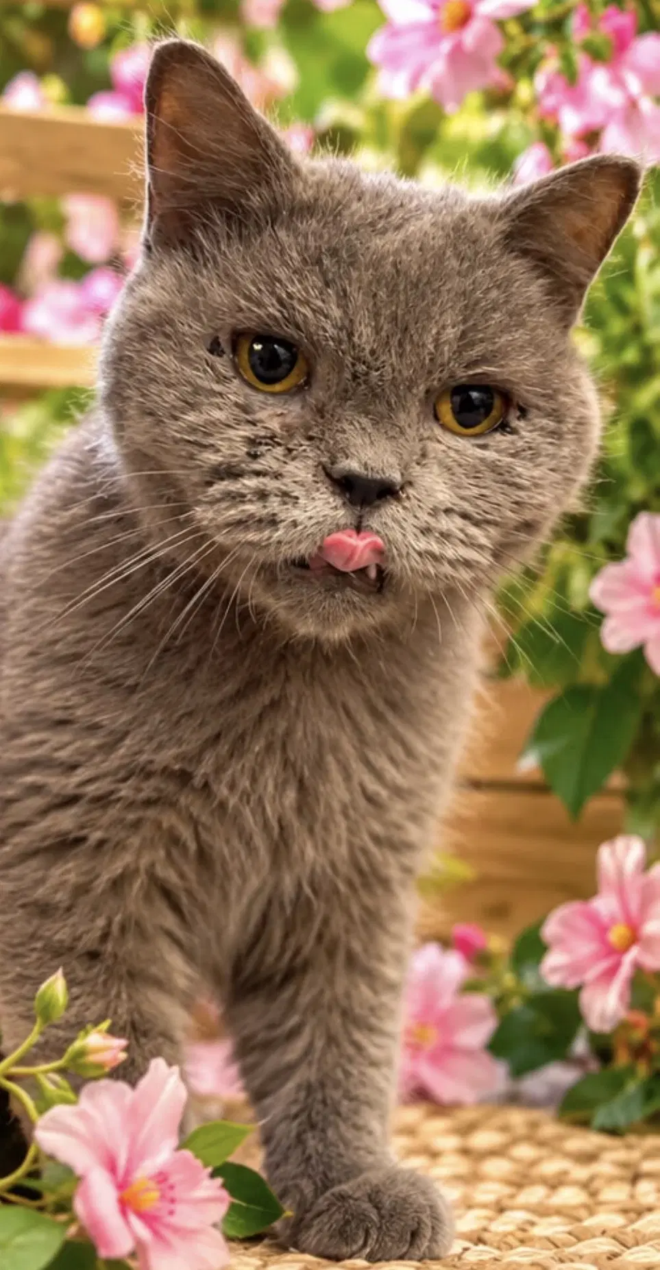 Dipper - Persian
