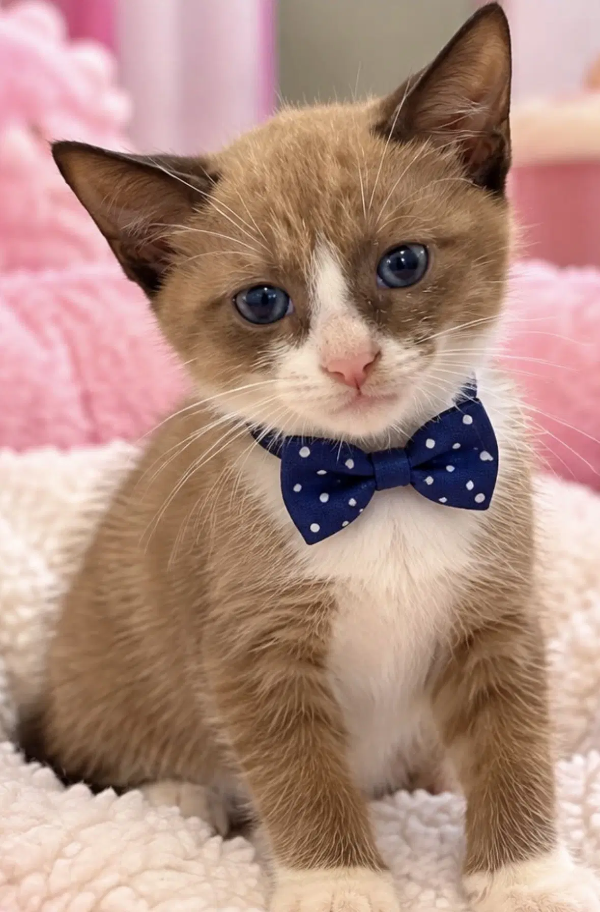 Snickers - Siamese