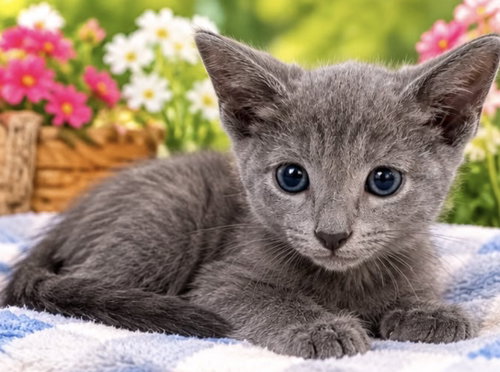 Cloud, Domestic Short Hair