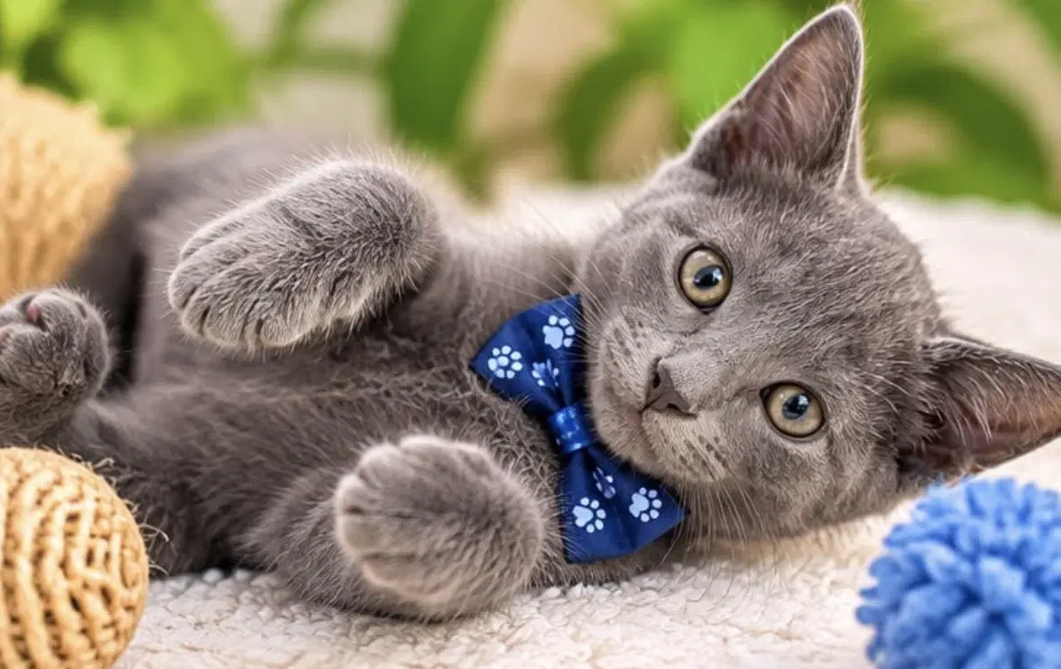 Mac - Domestic Short Hair