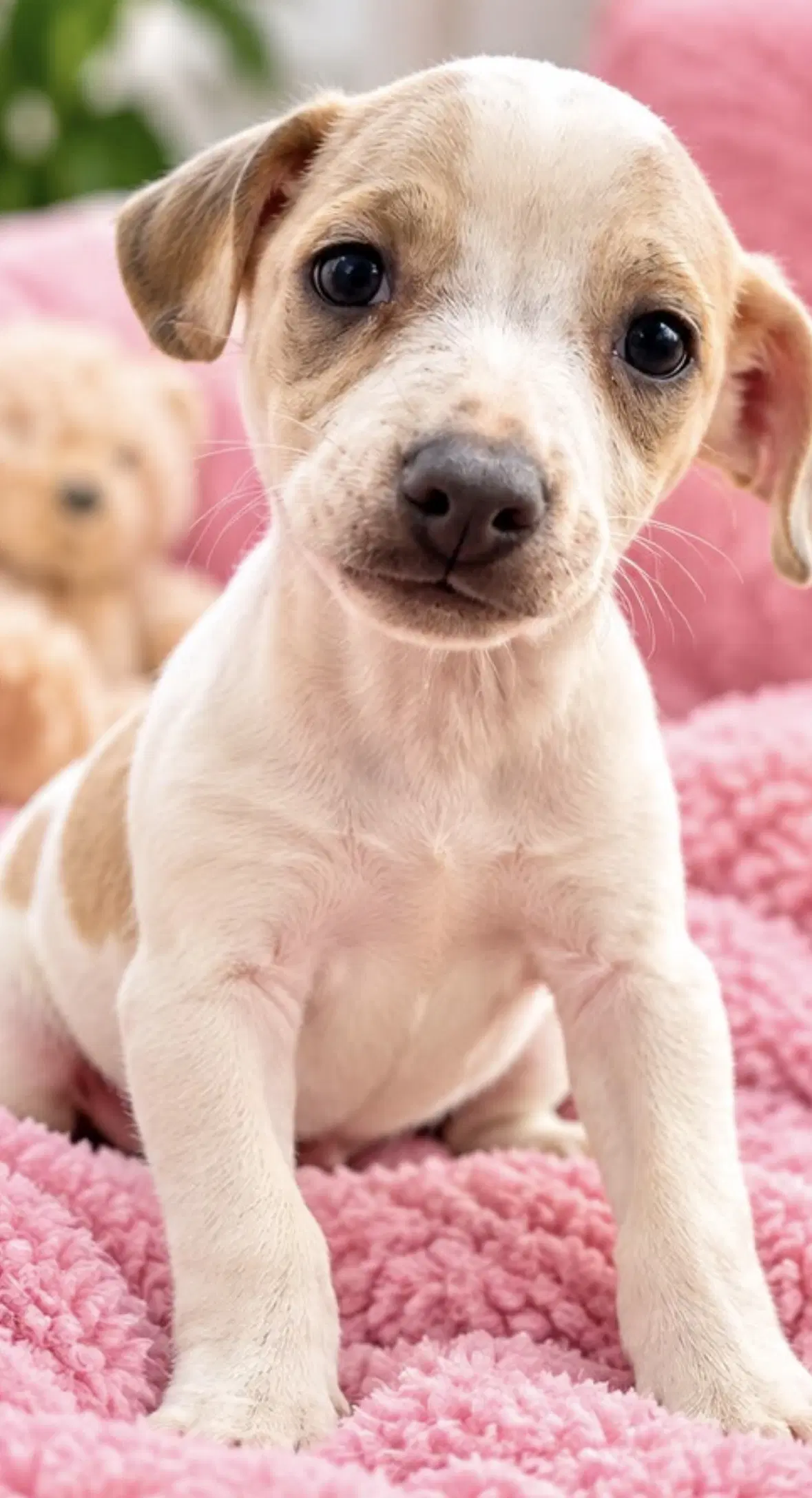 Fabian - Labrador Retriever