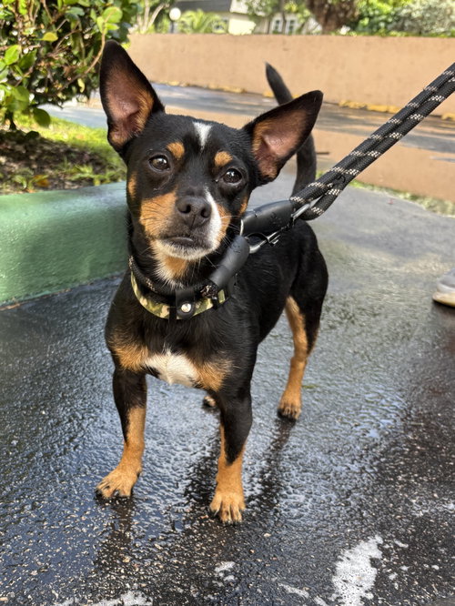 Willy, Chihuahua / Mixed (short coat)