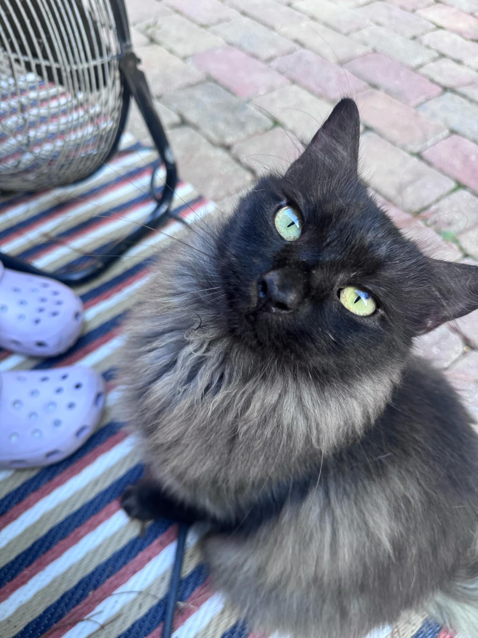 adoptable Cat in Johns Island, SC named Gene