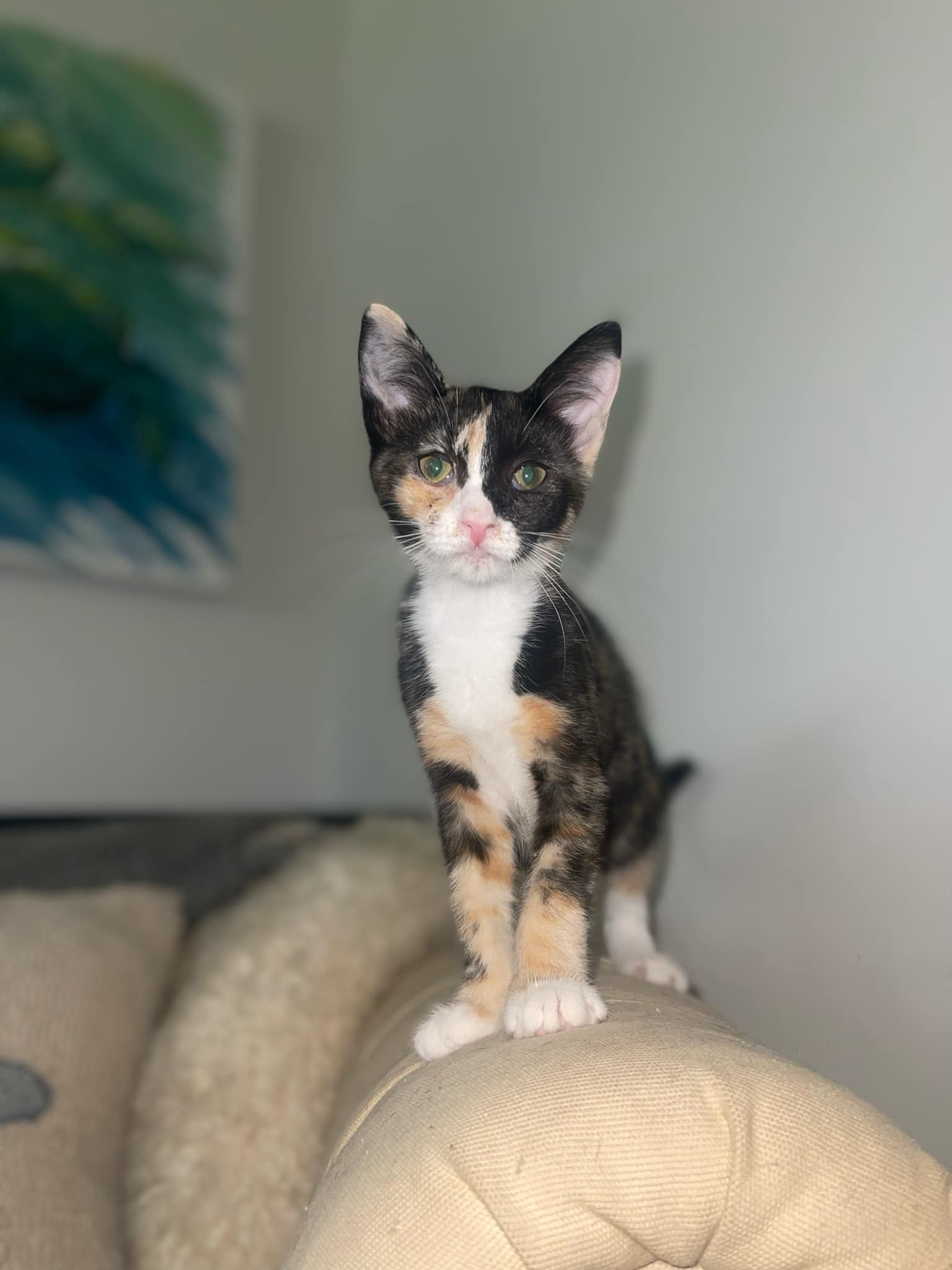 adoptable Cat in Johns Island, SC named Patches