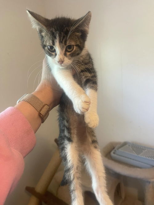 picture of the cat needing adoption