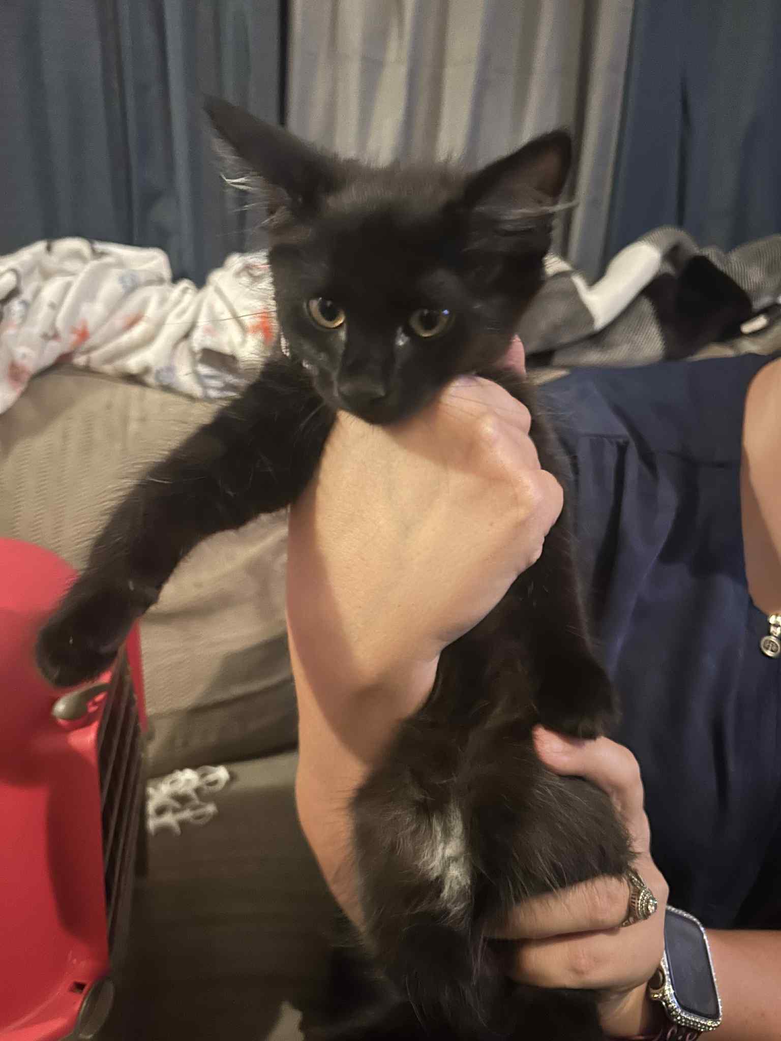 adoptable Cat in Johns Island, SC named Reva