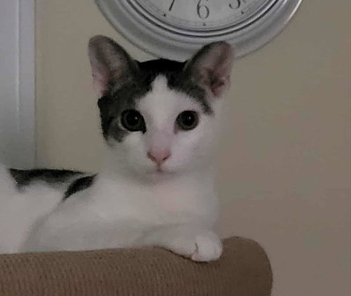 picture of the cat needing adoption