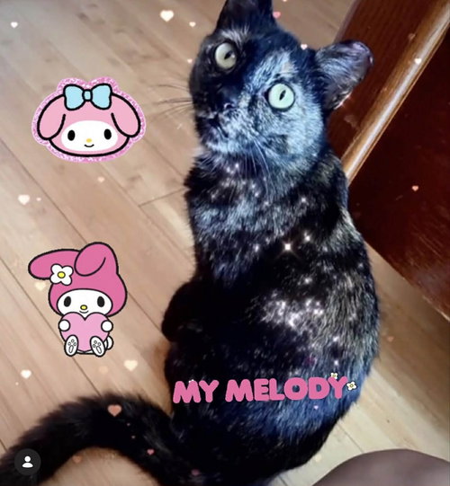 Melody, an adoptable Tortoiseshell in Johns Island, SC