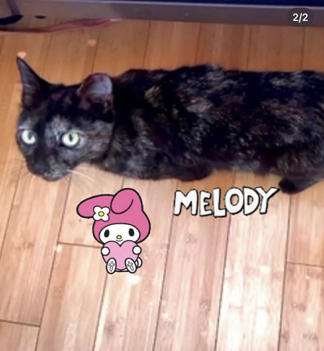 Melody, photo 4