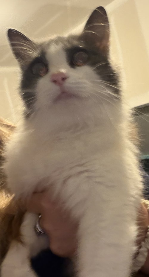Lucy, an adoptable Domestic Long Hair in Johns Island, SC