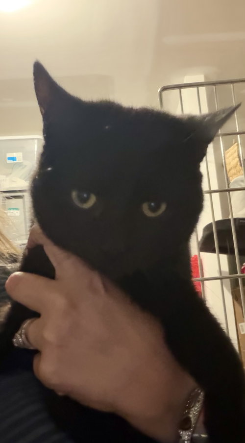 Bruno (Red collar), an adoptable Domestic Short Hair in Johns Island, SC