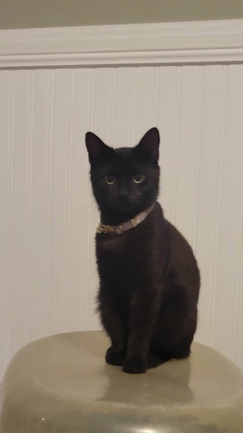 Rosie (purple cat head)