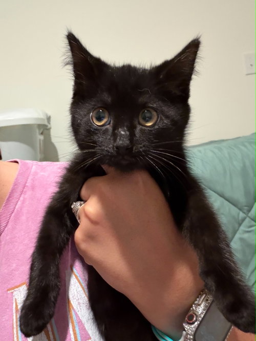 Mavis, an adoptable Domestic Short Hair in Johns Island, SC