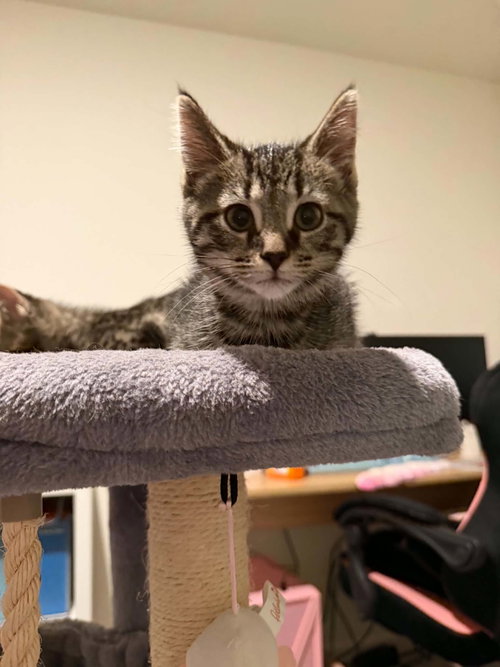 Bradley, an adoptable Domestic Short Hair in Johns Island, SC