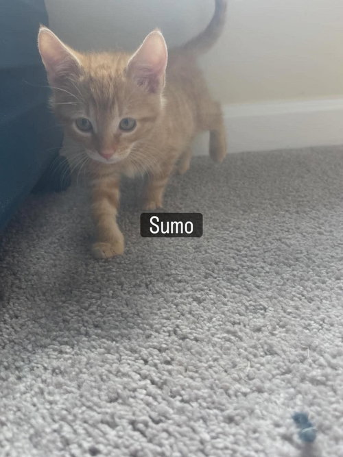 Sumo