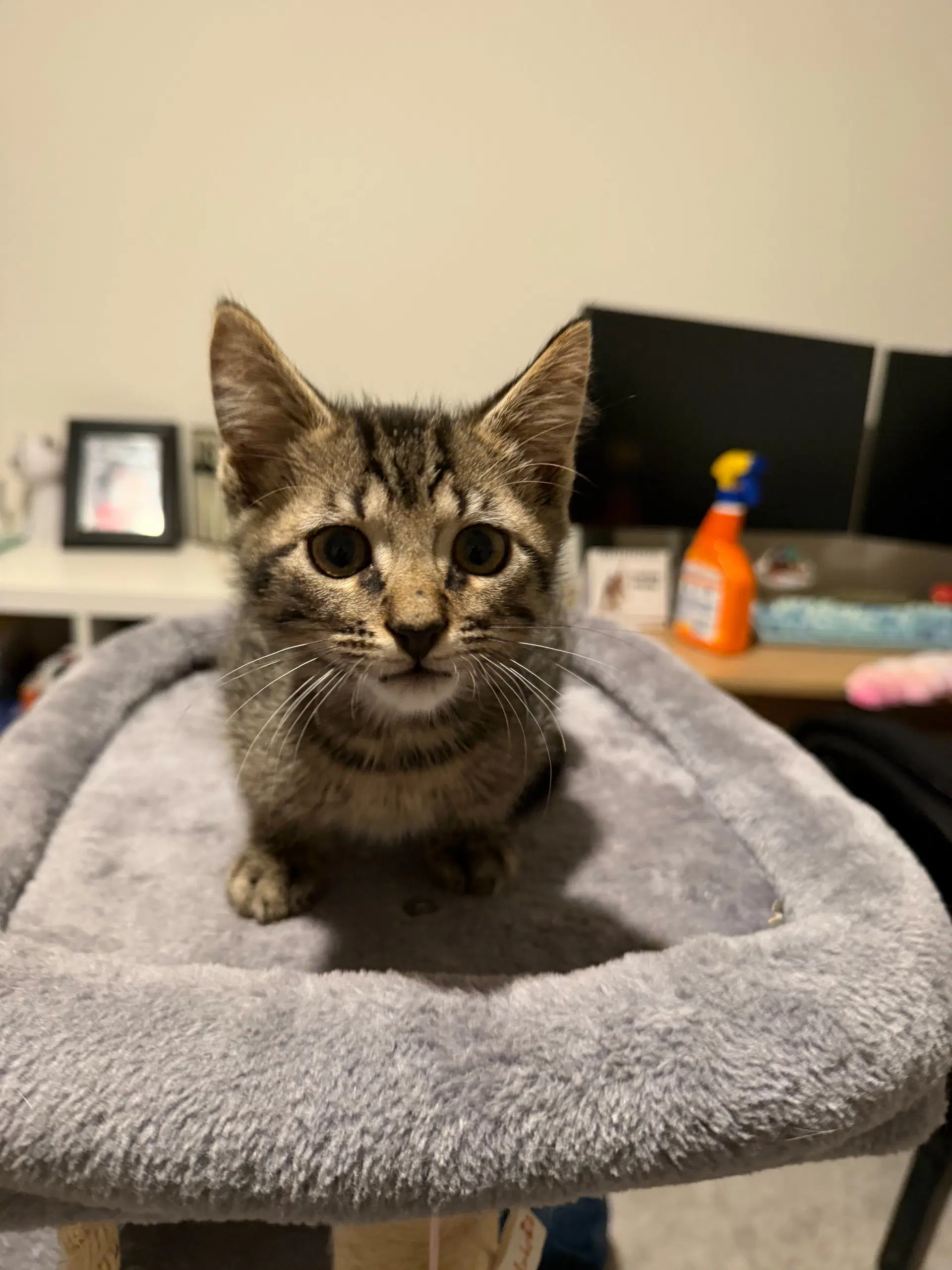 Jakob - Domestic Short Hair