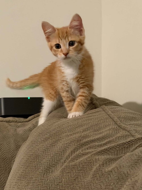 Mimi