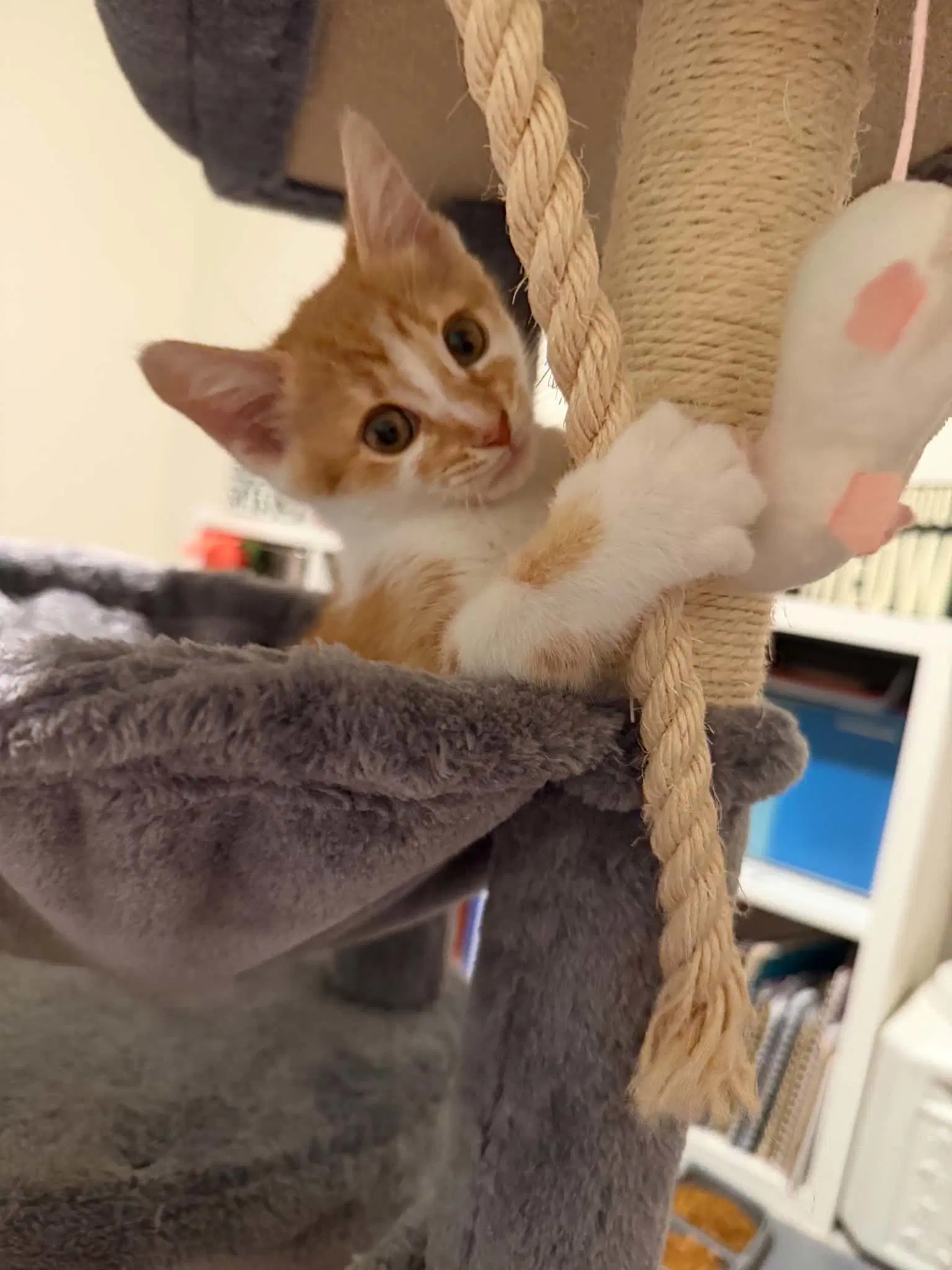 Sora - Domestic Short Hair