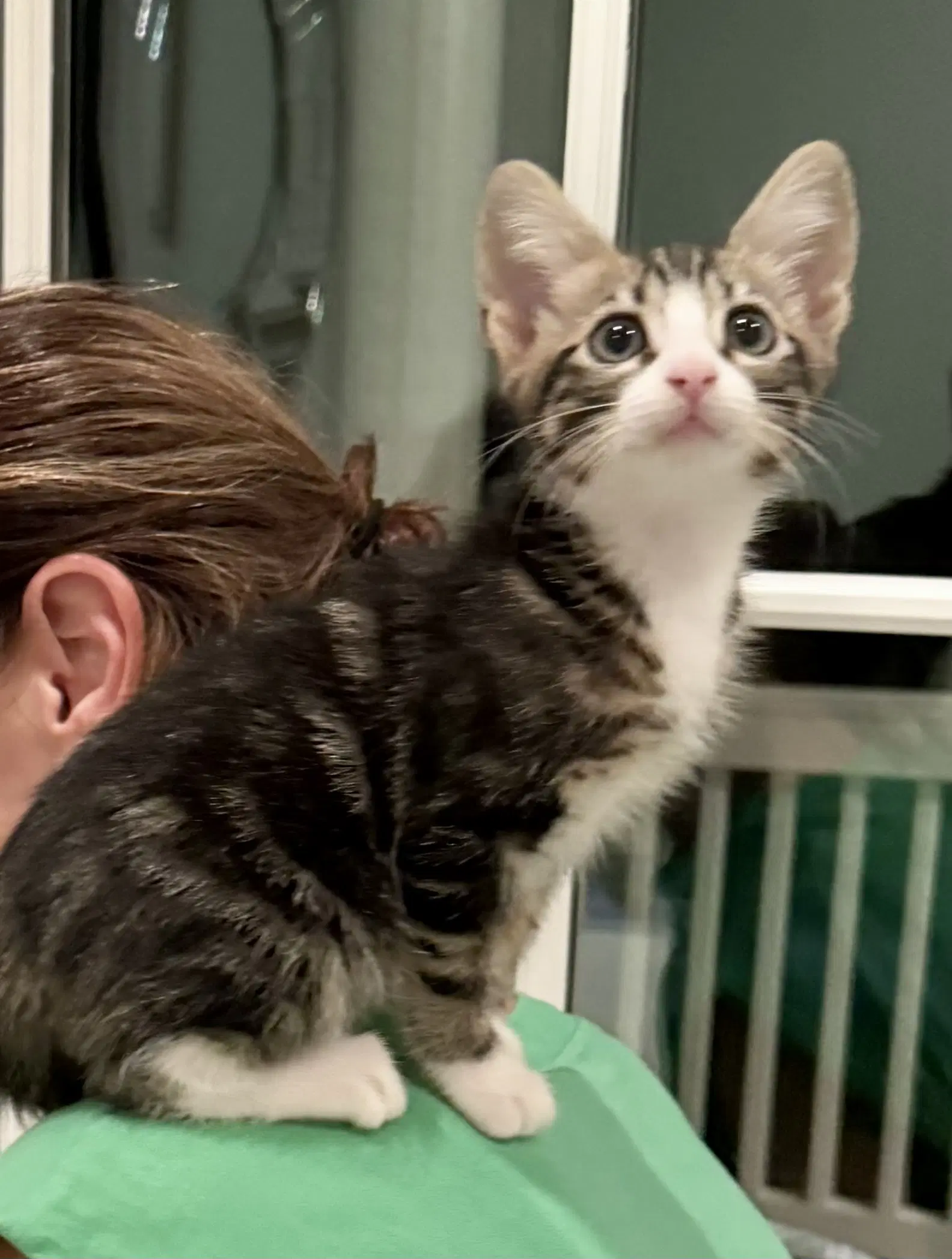 Pan - Domestic Short Hair