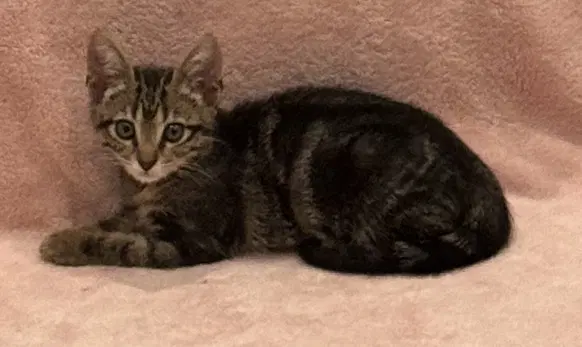 Bran - Domestic Short Hair