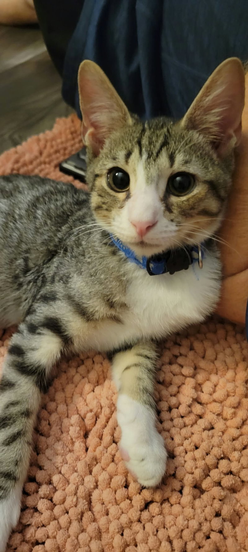 Fernando, an adoptable Domestic Short Hair (short coat)