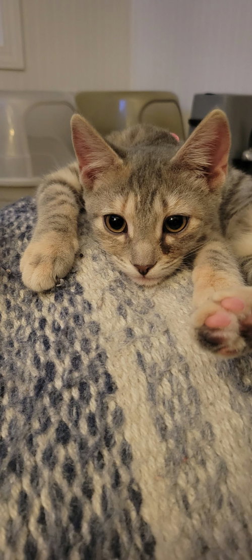 Wren, an adoptable Domestic Short Hair (short coat)