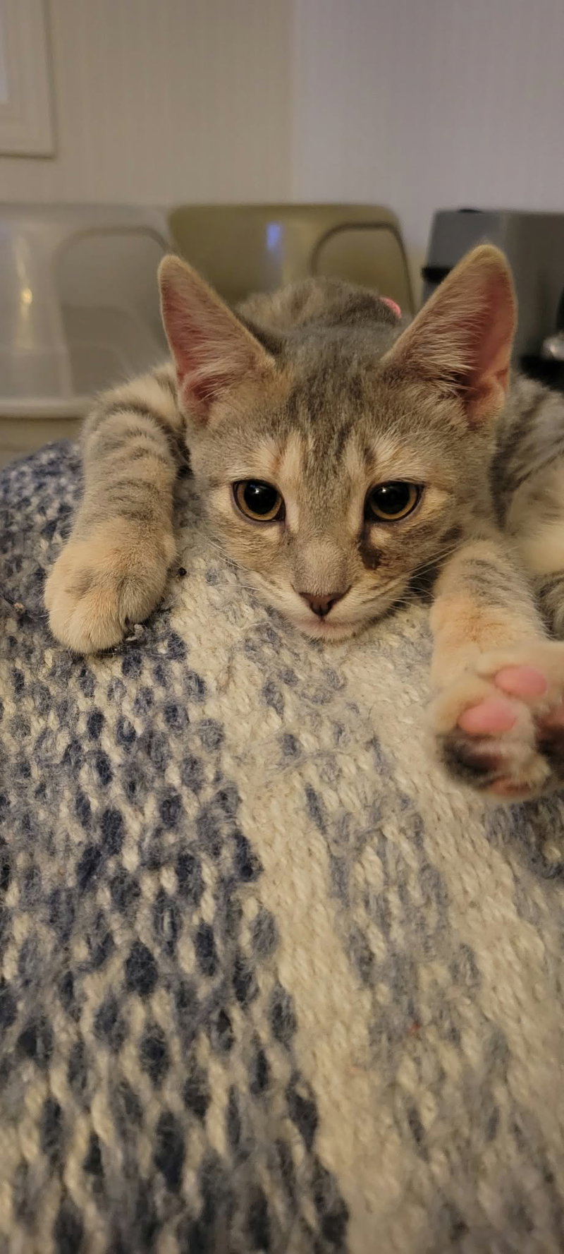 Wren, an adoptable Domestic Short Hair (short coat)