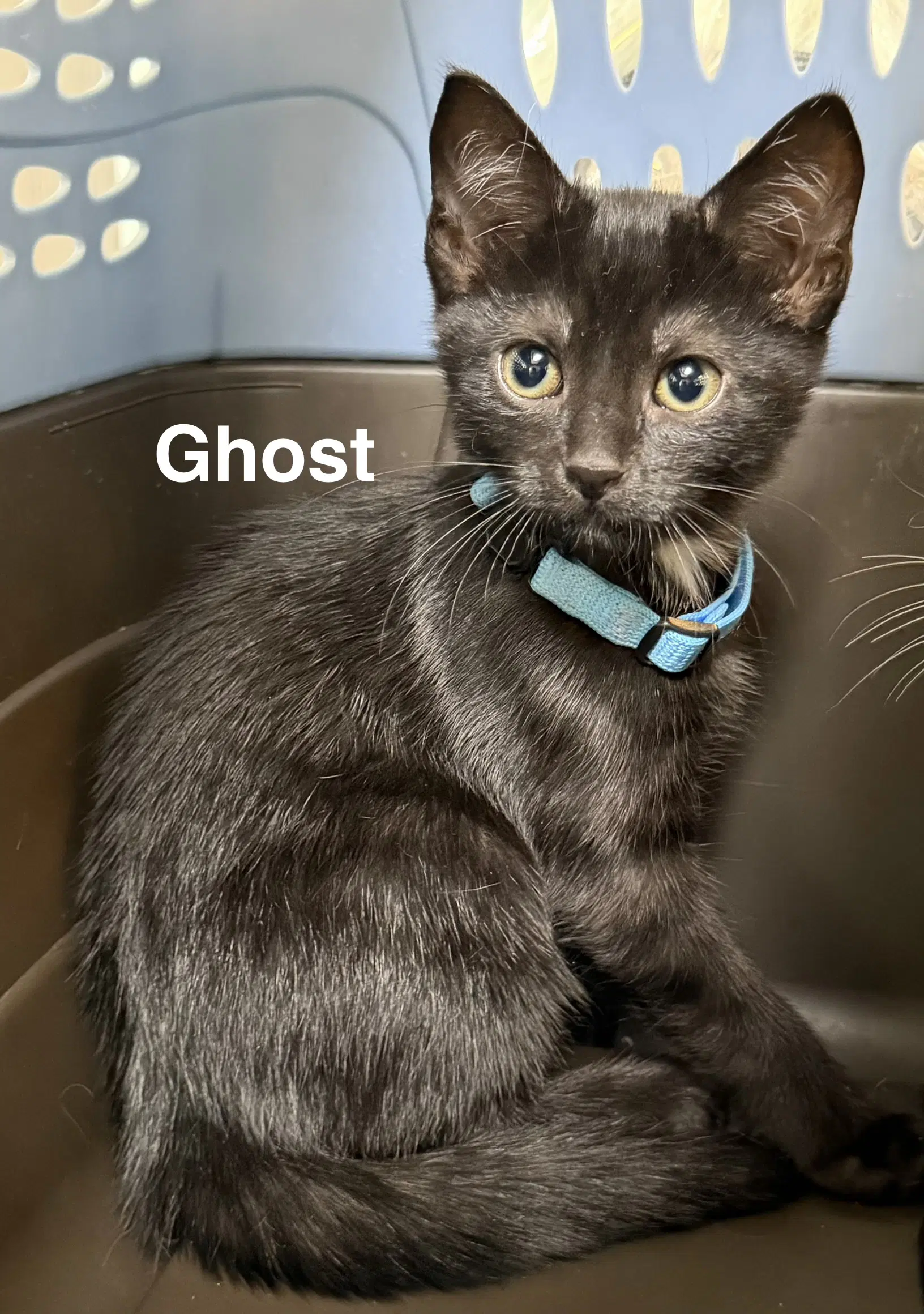 Ghost - Domestic Short Hair