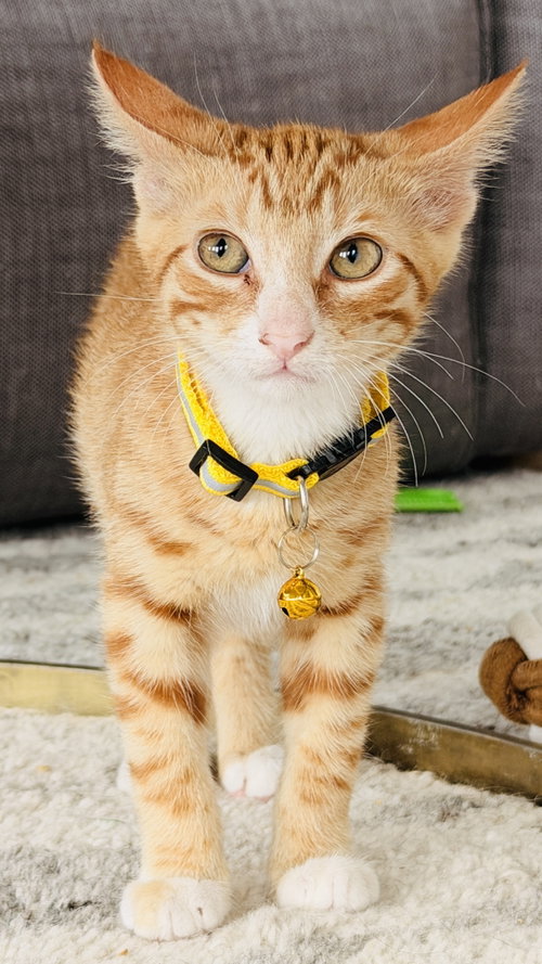 Luca (yellow collar)