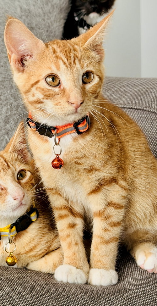 Bruno (orange collar<3)