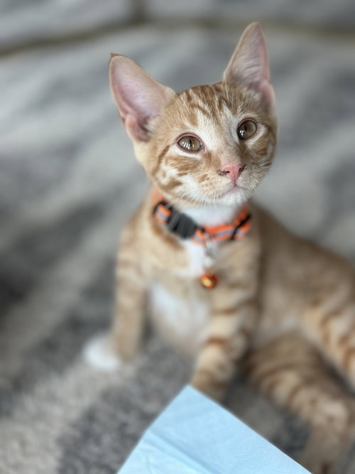 Bruno (orange collar<3), Young Domestic Short Hair (short coat), cat for adoption in Summerville, South Carolina