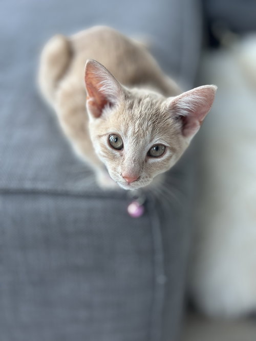 Dolly, Young Domestic Short Hair (short coat), cat for adoption in Summerville, South Carolina