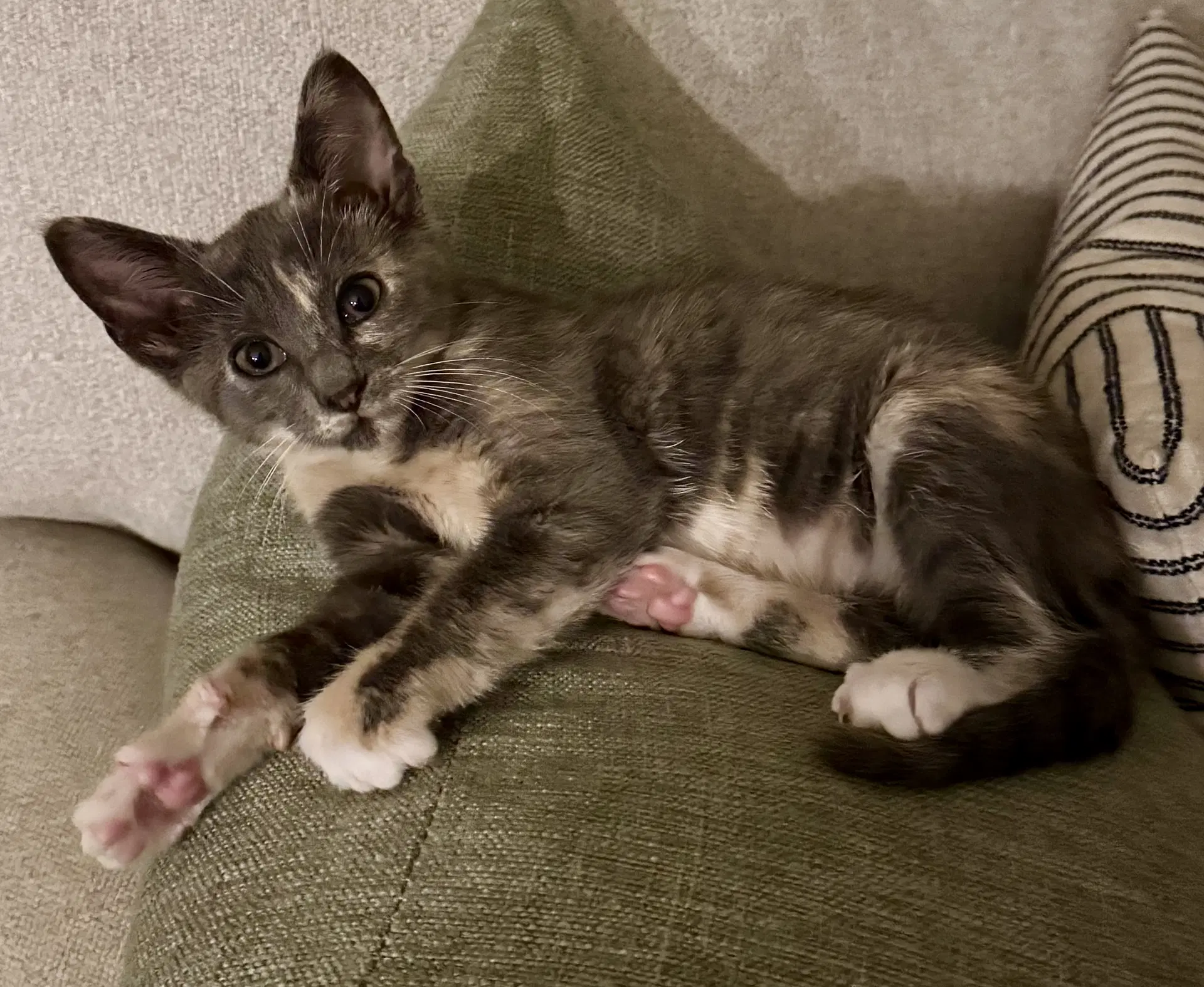 Bitsy - Domestic Short Hair