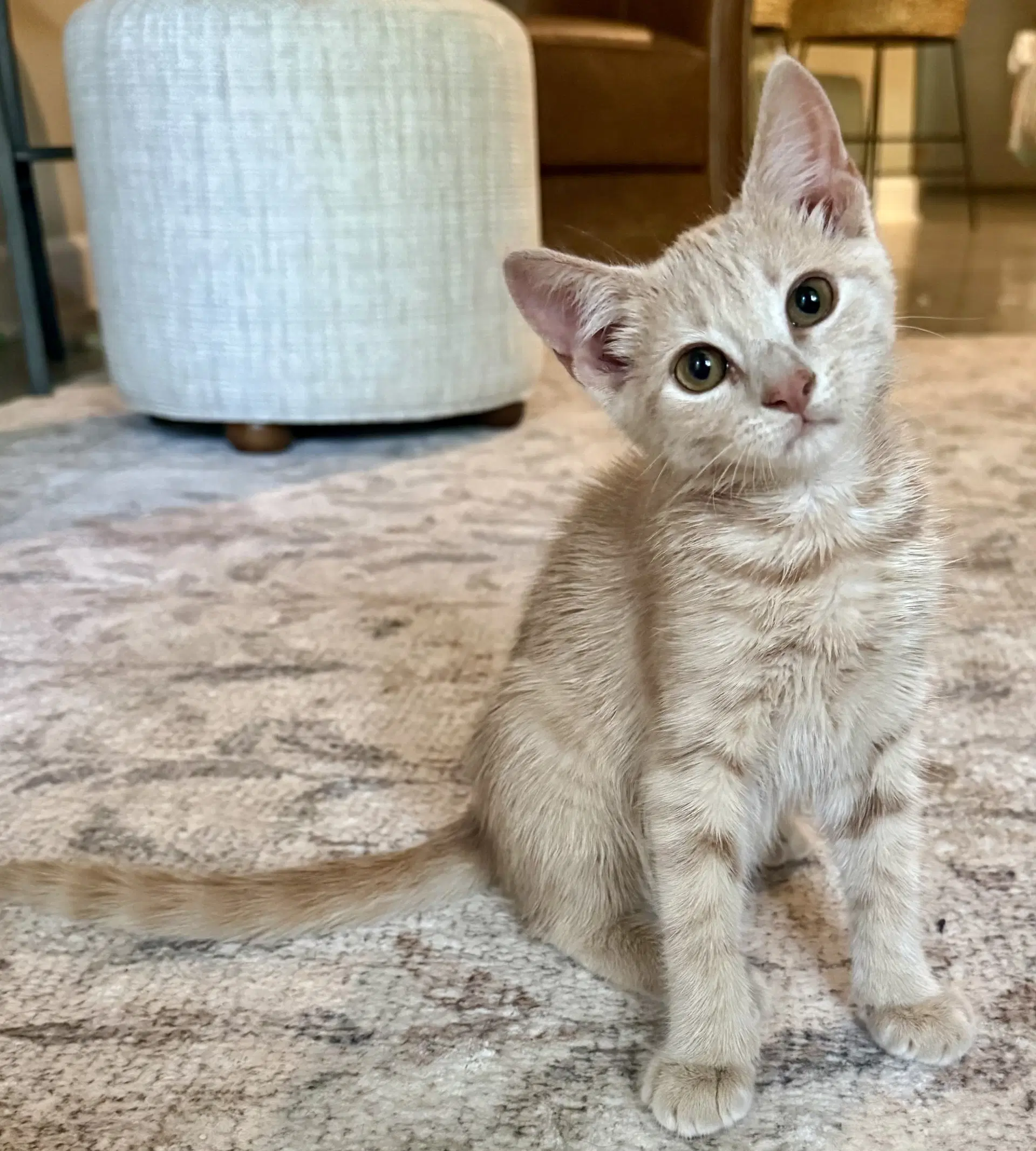 Betty Lou - Domestic Short Hair