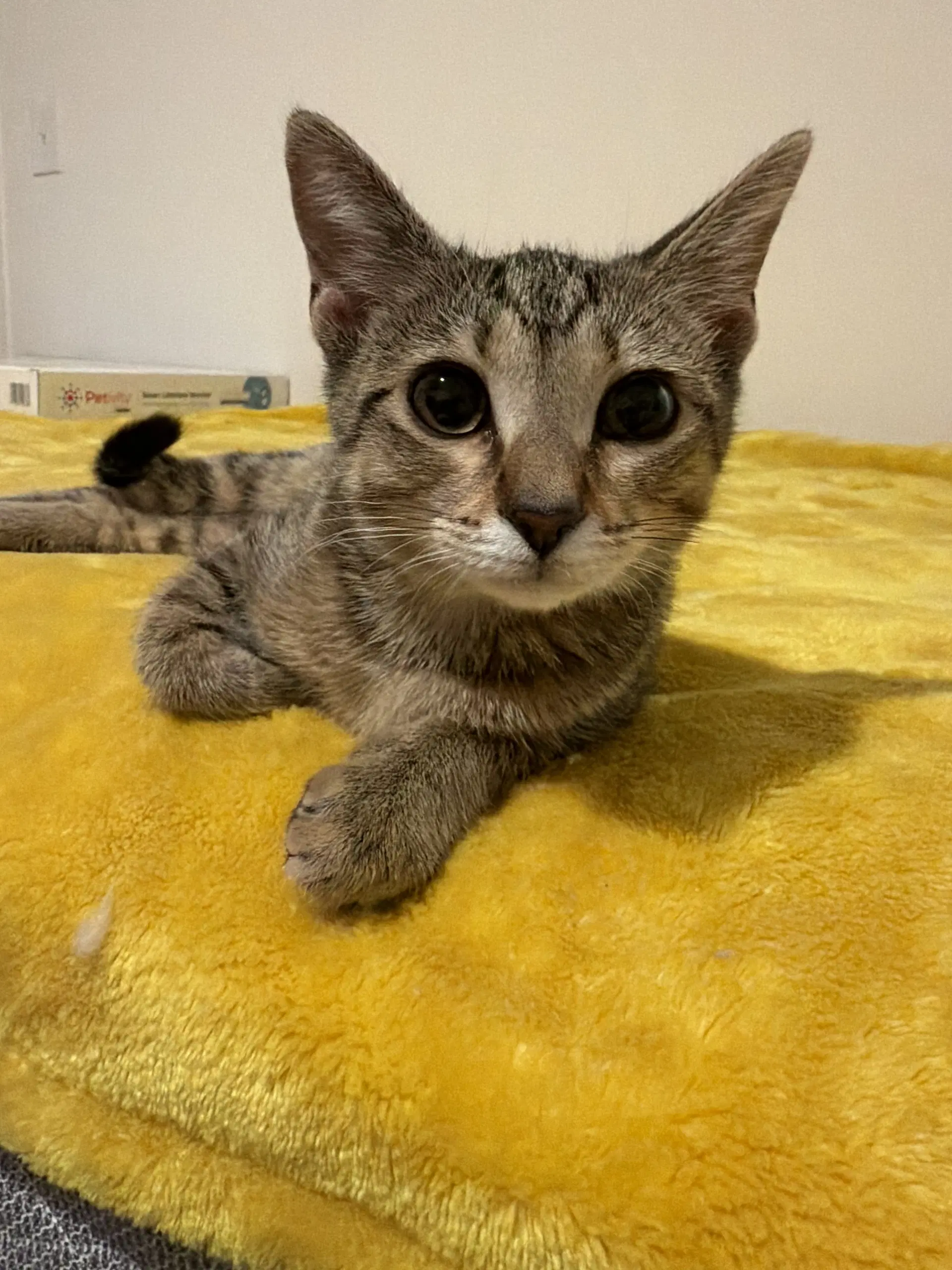 Ellie - Domestic Short Hair
