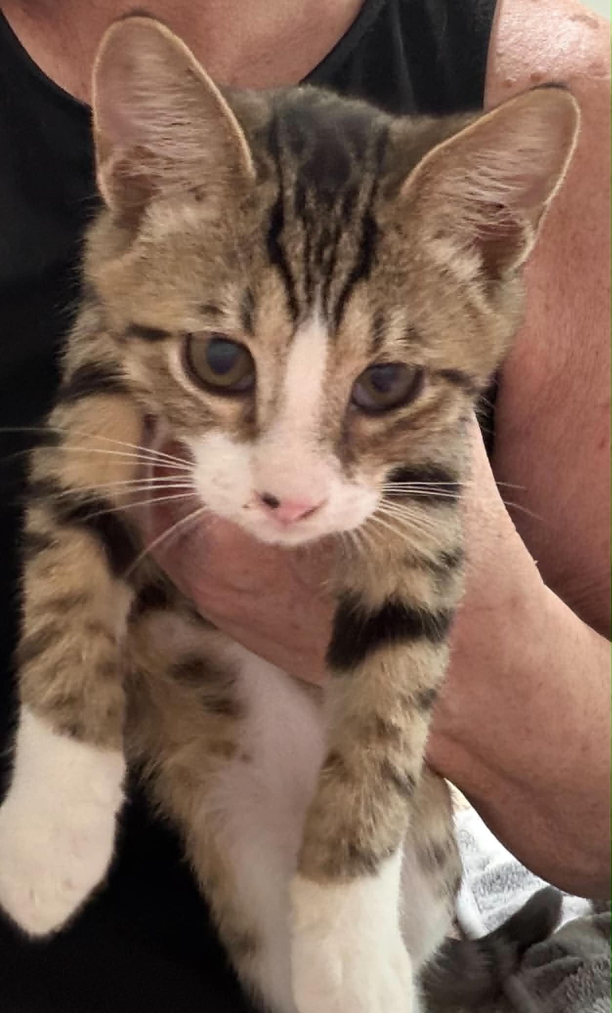 Oliver image 2