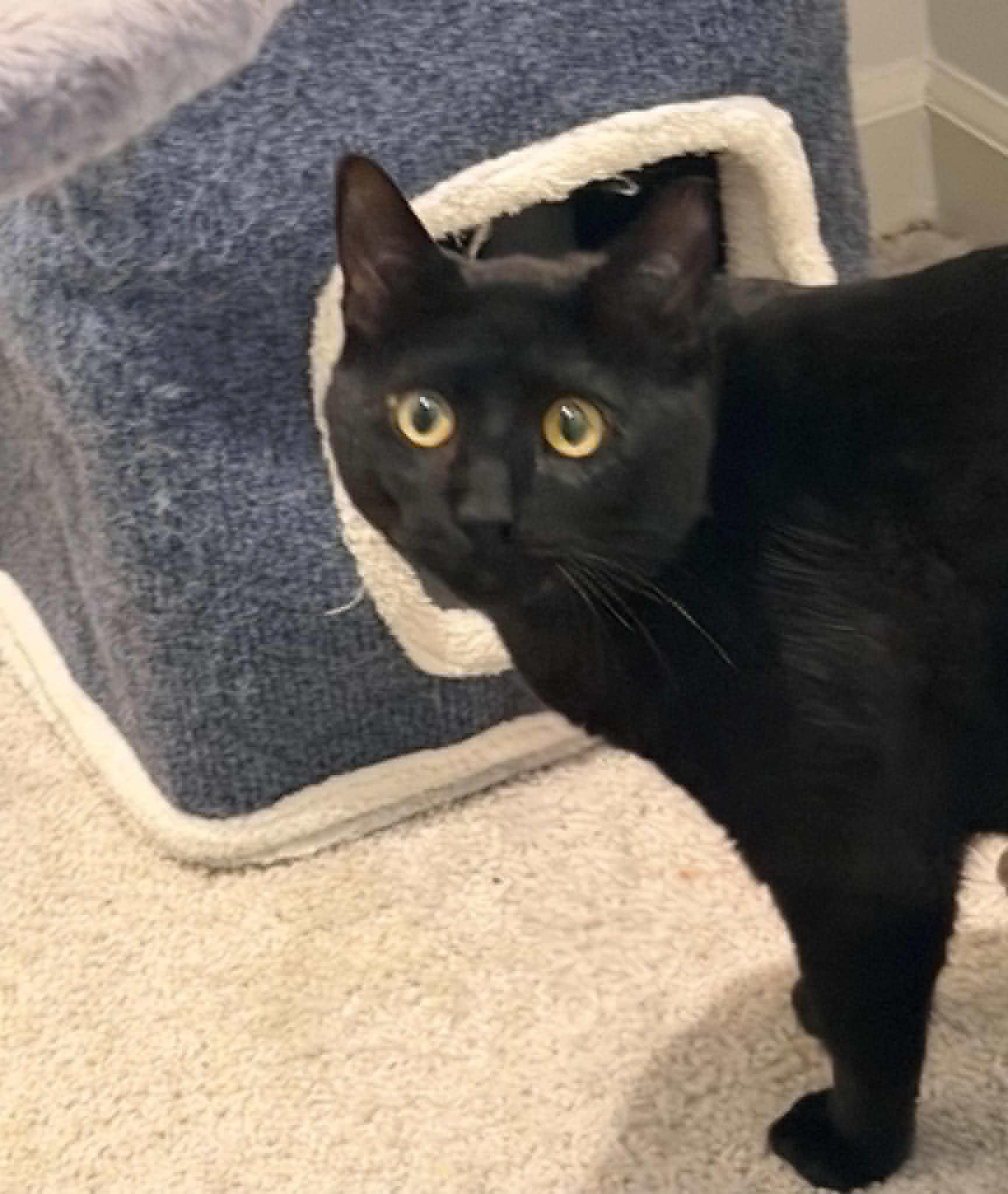 Ozzy - Domestic Short Hair