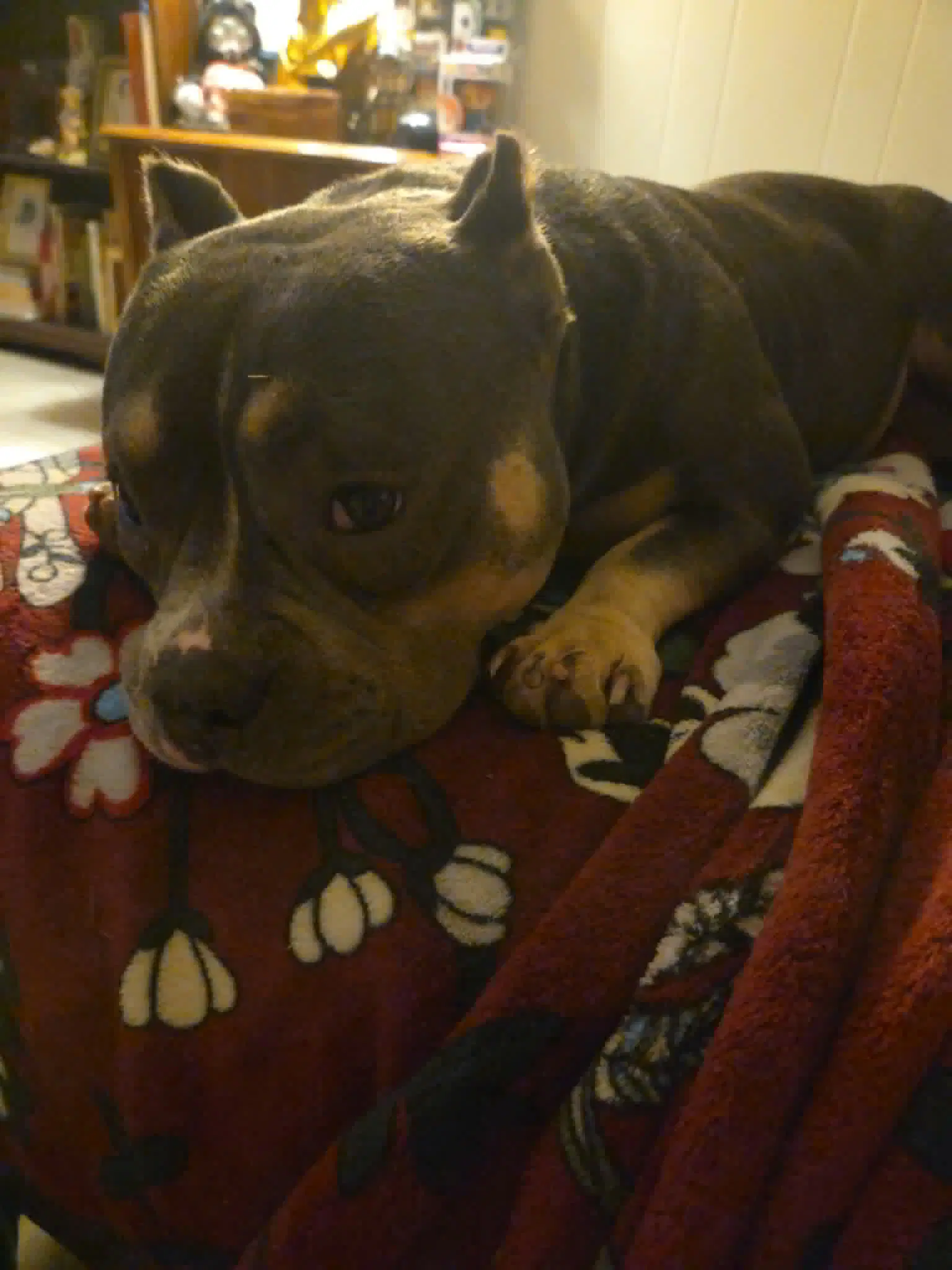 Sabina Katrina Luxmore - Pit Bull Terrier