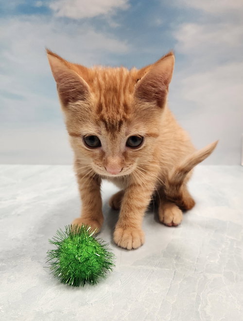 Marmalade
