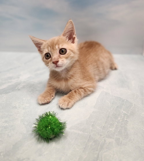 Wreck it Ralph, Domestic Short Hair (short coat)