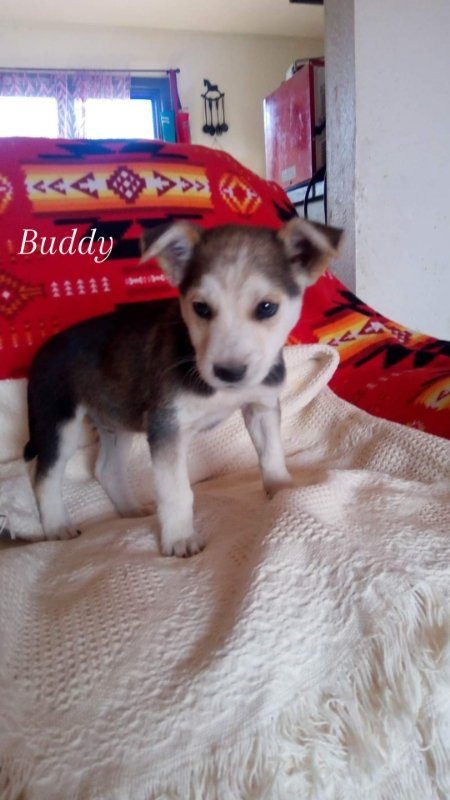 adoptable Dog in Cut Bank, MT named Buddy