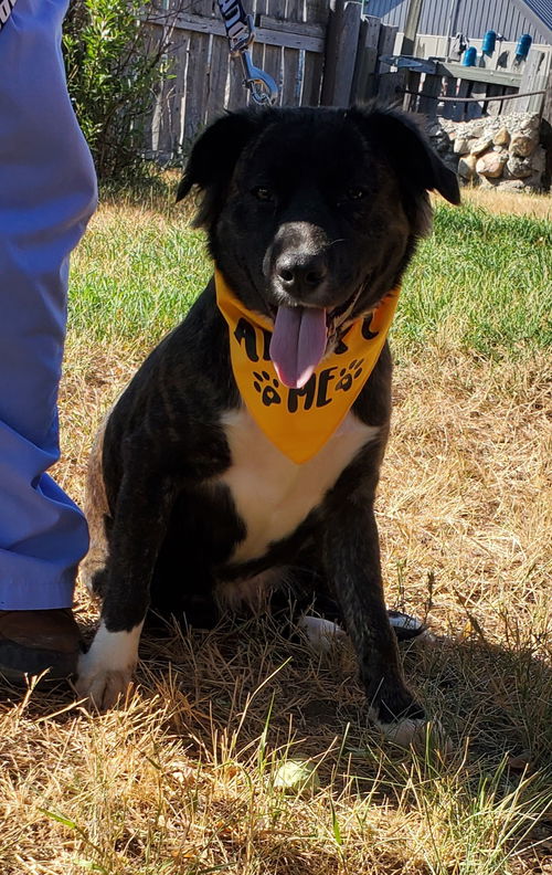 picture of the dog needing adoption